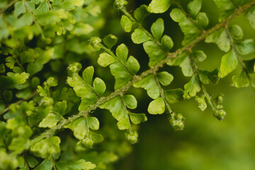 Fototapeta na wymiar A branch of a cute little fern.
