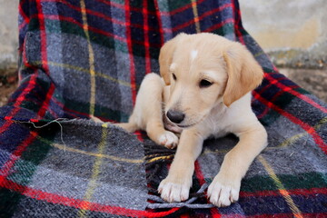 Portrait of a yellow labrador puppy on the background of a checkered plaid.