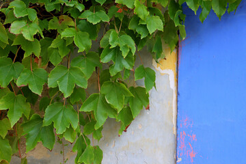 Green leaves on a white-lilac wall. Natural background.