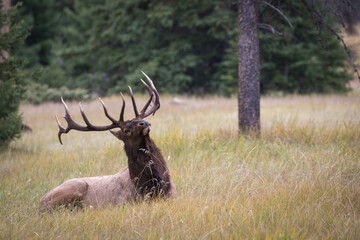 Impressive bull elk laying in a meadow