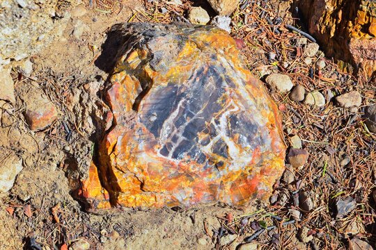 Petrified Wood close up, colorful shades of red, orange, purple, yellow and grey example of fossilized mineralization and permineralization and replacement, along the Escalante Petrified Forest State 