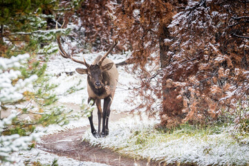 Magnificent bull elk patrolling its territory after a fresh snow storm.