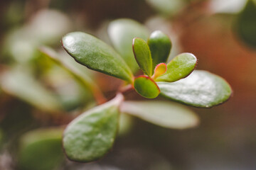 The tip of a succulent plant.