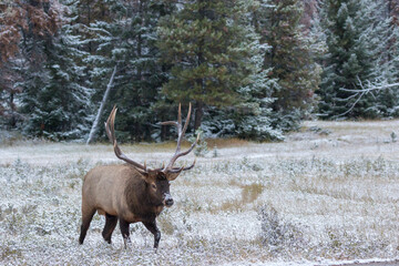Magnificent bull elk walking in snow covered meadow