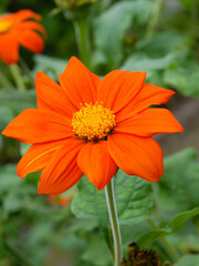 orange,pretty flower of tithonia rotundifolia plant in a garden