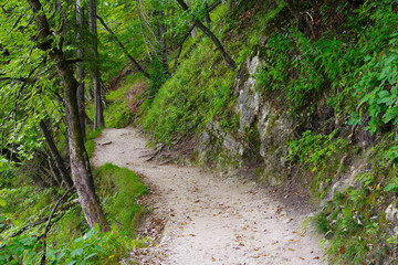 Beautiful forest path trail for nature trekking through lush forest landscape in Plitvice Lakes National Park, UNESCO natural world heritage and famous travel destination of Croatia