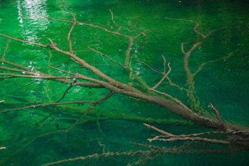 Abstract water natural details in Plitvice National Park, Croatia, Europe