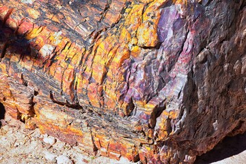 Petrified Wood close up, colorful shades of red, orange, purple, yellow and grey example of...