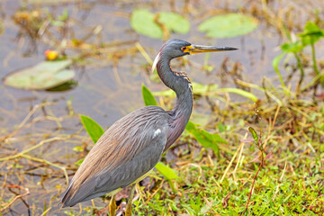 Tricolored Heron on a Wetland Pond