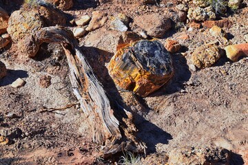 Petrified Wood close up, colorful shades of red, orange, purple, yellow and grey example of fossilized mineralization and permineralization and replacement, along the Escalante Petrified Forest State 