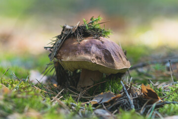 Edible mushroom in the autumn Sunny forest