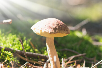 Edible mushroom in the autumn Sunny forest