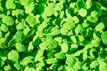 Texture image of a green plant