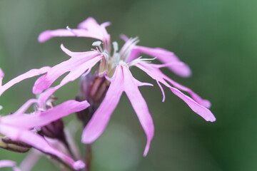 Silene flos-cuculi ragged robin