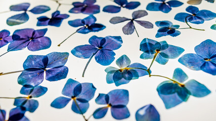 Vivid colorful pressed hydrangeas background craft