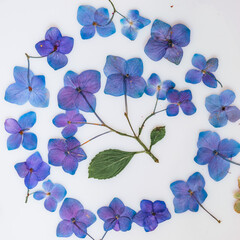 Purple pressed hydrangeas background on light table