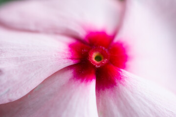 Close up view of a pink, red and purple flower