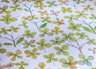 Green and yellow pressed hydrangeas background