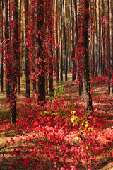 Red leaves of wild grape in autumn forest
