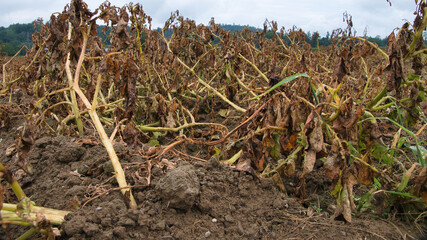 Close-up view of the dried potato leaves in the potato spring.