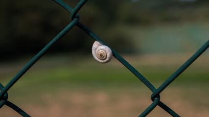 Schnecke auf Maschendrahtzaun