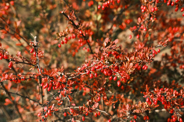 barberries bush with red leaves in the autumn garden. Selective focus.