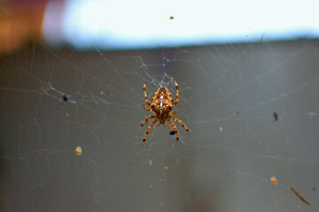 garden spider, Close up macro shot, Europe