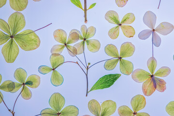 Green and yellow pressed hydrangeas background