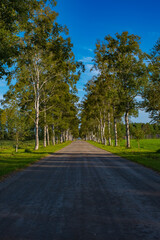 Fototapeta premium a straight road running under a row of birch trees
