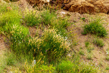 bush of pink wild heather flowers in the mountain