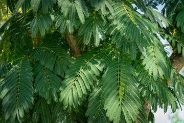 Closeup of delicate green leaves of Persian silk tree (Albizia julibrissin). Japanese acacia or pink silk tree in City park Krasnodar or public landscape 'Galitsky park'. Sunny september