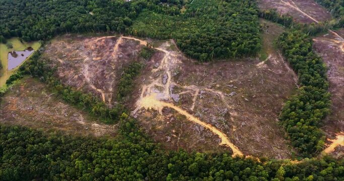 Clear Cutting Timer and Forest in Snow Camp, North Carolina. Low flight shows the result of recent clear cutting of timber and forest resulting in barren brown land with logging roads. 