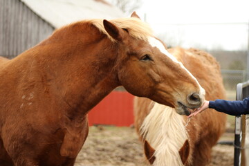 Heavy draft horse on farm eating out of hand
