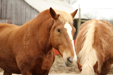 Fototapeta premium Heavy draft horse on farm
