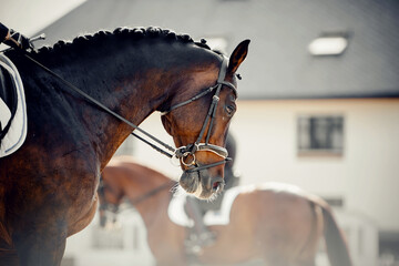 Equestrian sport. Dressage of horses in the arena.