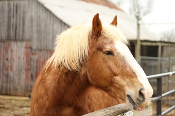 Obraz premium Heavy draft horse on farm, standing at fence with barn in background