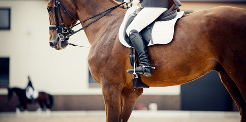 Equestrian sport. Dressage of horses in the arena.
