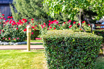 Neatly trimmed shrubbery against a background of trees and rose bushes