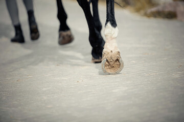 Feet running sports horse and rider