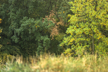 Beautiful autumn landscape, yellowing trees in the park in October