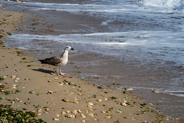 Seagull on the shore of the Black Sea. - 381210263