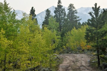 forest in the mountains