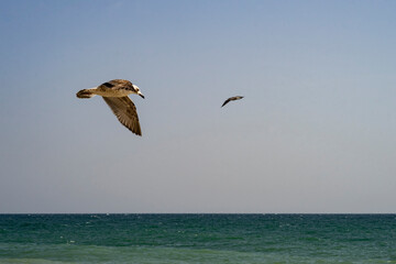 Seagulls in flight from vet the Black Sea horizon on an autumn morning. - 381210279