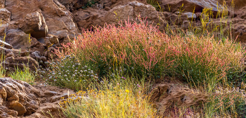bush of pink wild heather flowers in the mountain