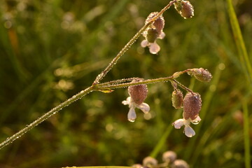 buds of willow