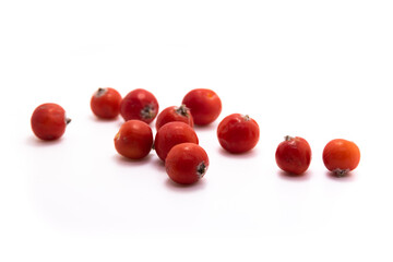 Rowan berries macro photo on white isolated background