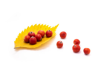 Rowan berries on an autumn leaf as a raft macro photo on a white isolated background