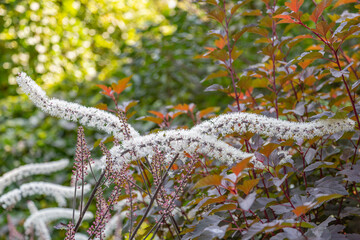 Bright autumn flower bloomed in a botanical garden