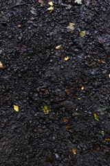 Autumn leaves on the rough forest ground