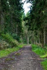 Fototapeta na wymiar A pathway leading the journey through a forest